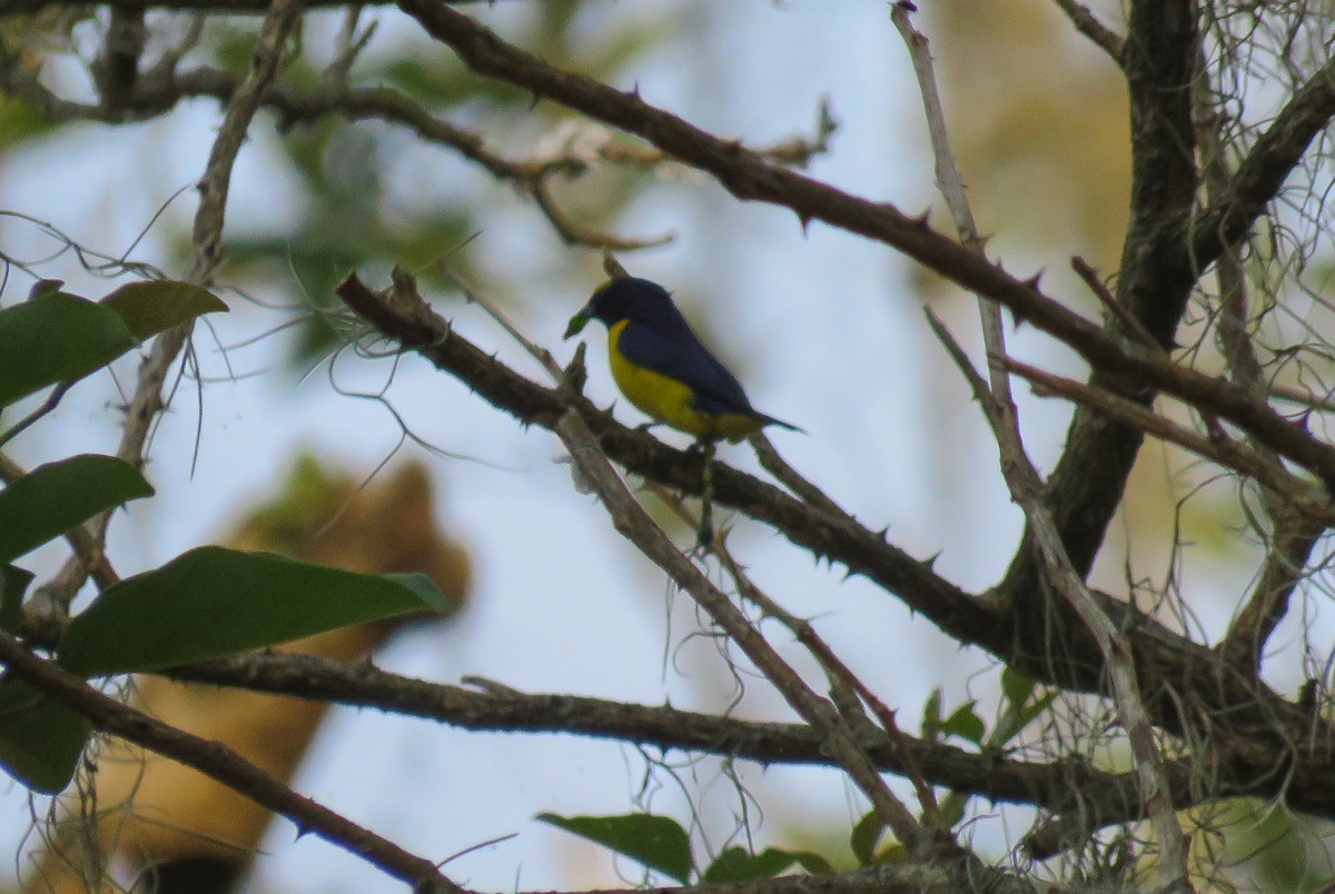 Scrub Euphonia - ML151131981