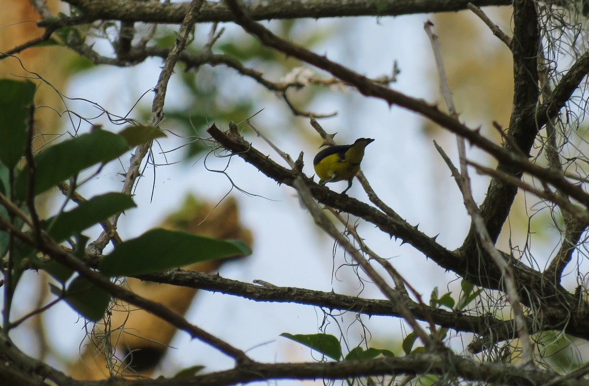 Scrub Euphonia - ML151132001