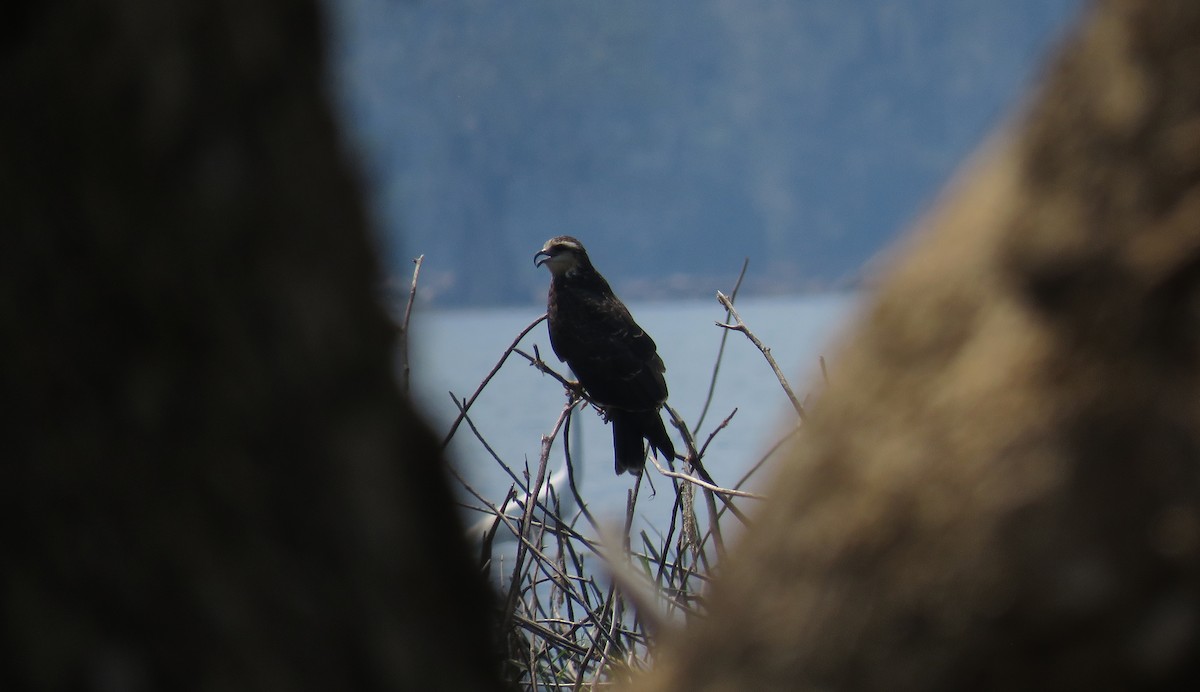 Snail Kite - ML151132031