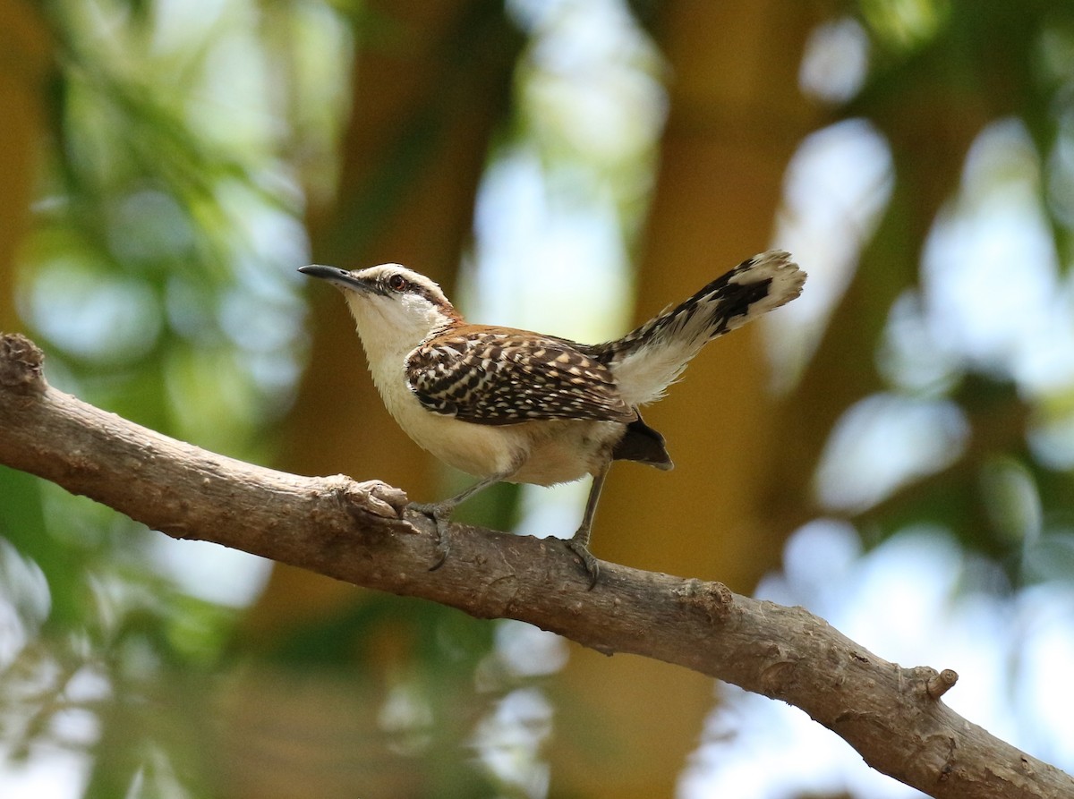 Rufous-naped Wren - Jon Pleizier