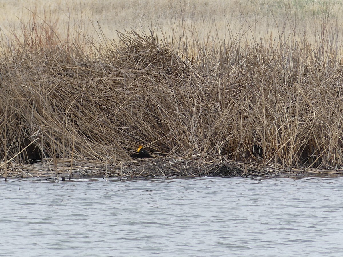Yellow-headed Blackbird - ML151133421