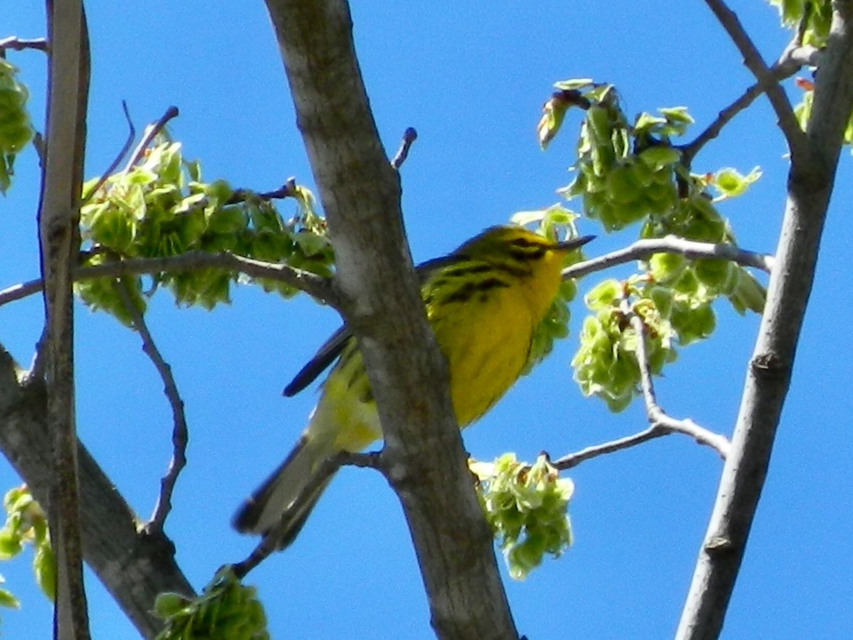 Prairie Warbler - ML151133621