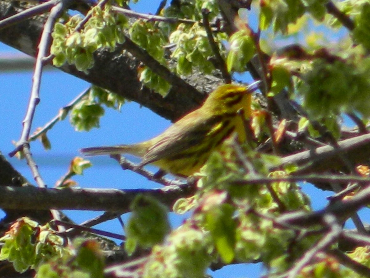 Prairie Warbler - ML151133631