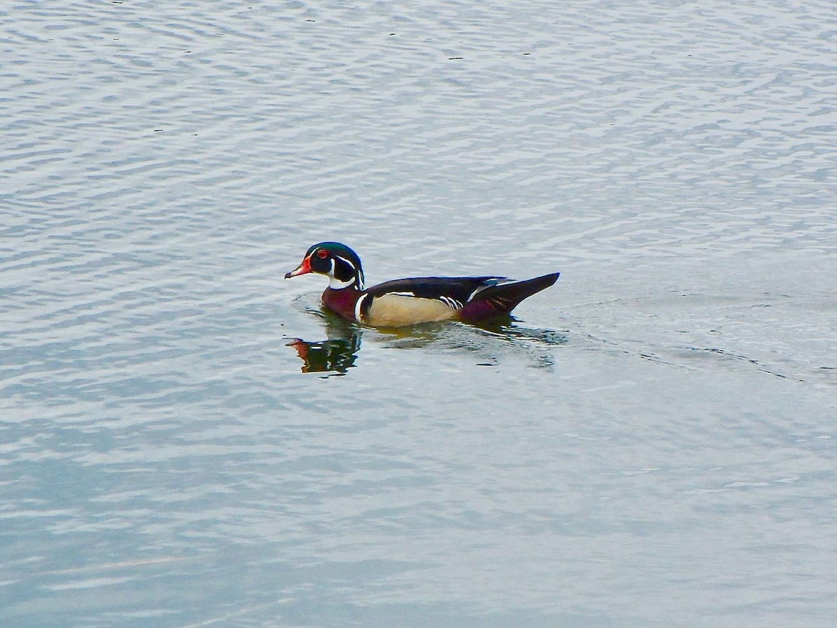 Wood Duck - ML151133661