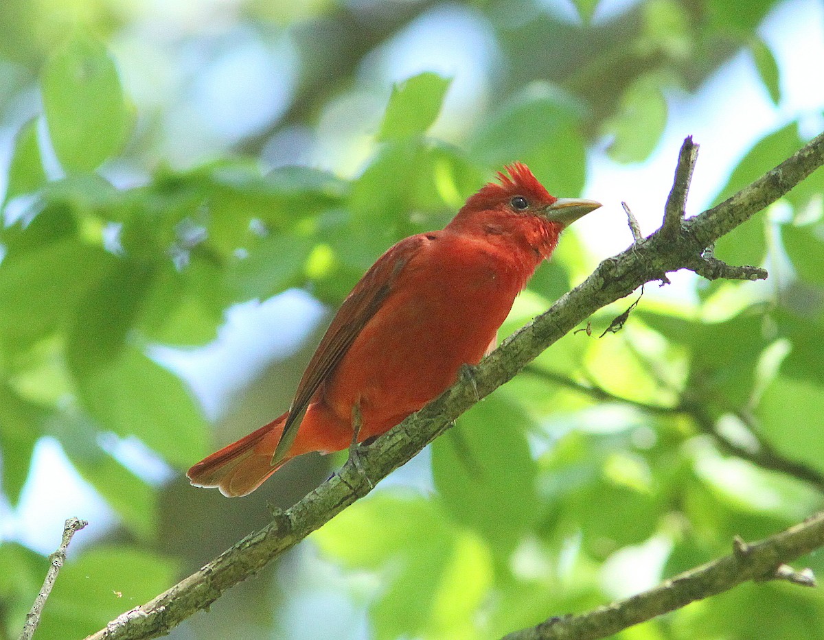 Summer Tanager - ML151135361