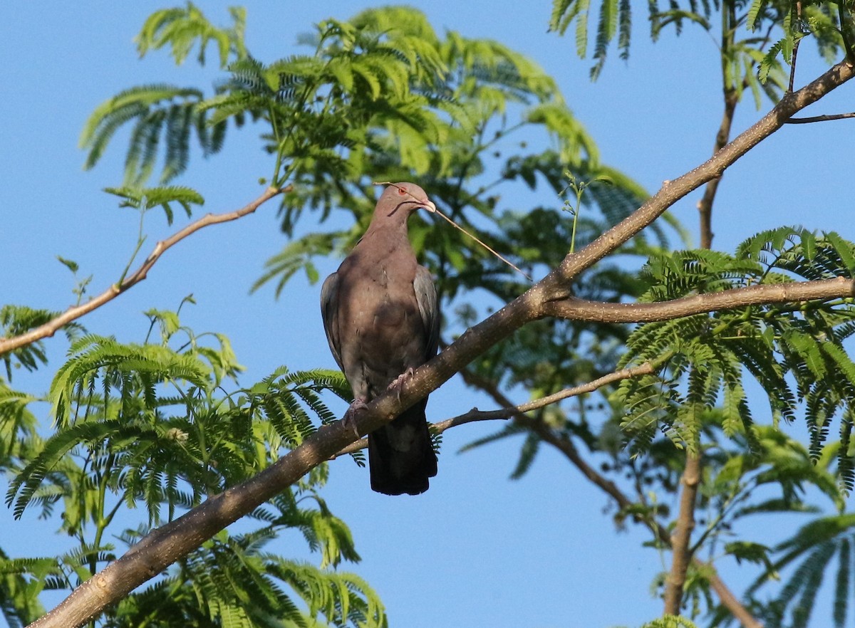 Red-billed Pigeon - ML151136011