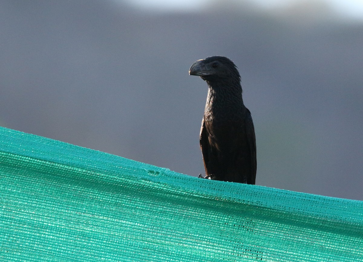 Groove-billed Ani - ML151136081