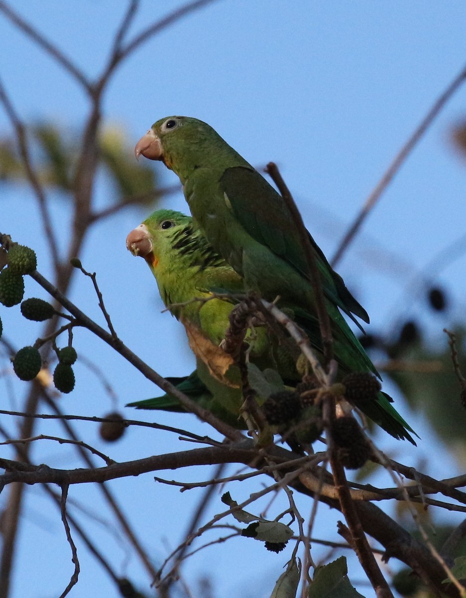 Orange-chinned Parakeet - ML151136321