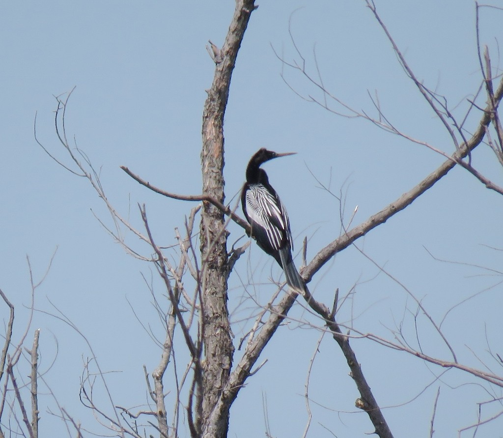 Anhinga - ML151136471