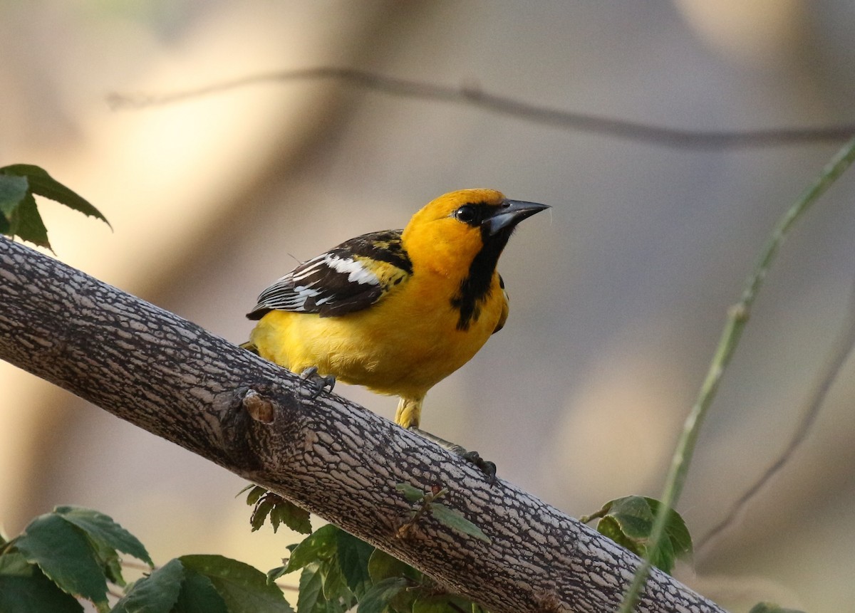 Oriole à dos rayé - ML151136581