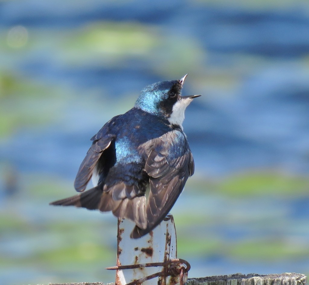Tree Swallow - ML151137241