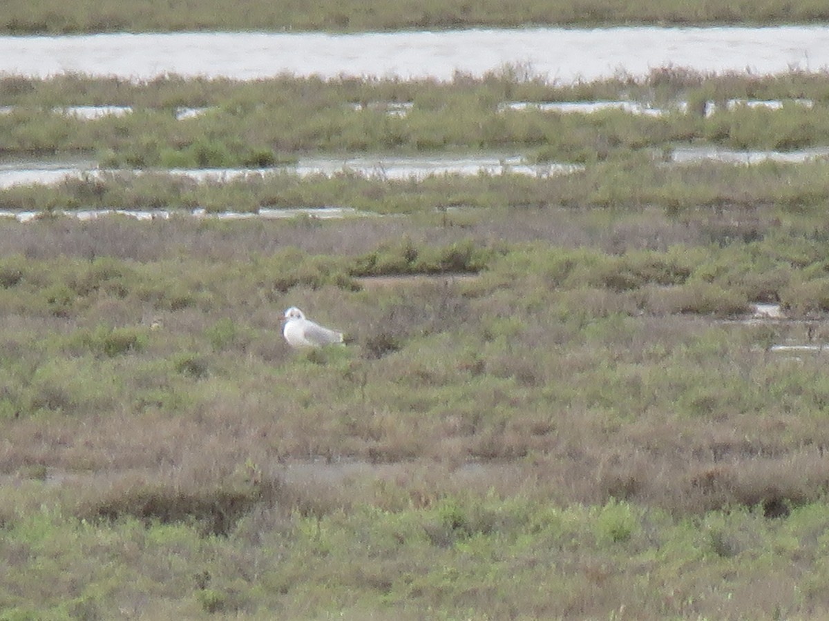 Black-headed Gull - ML151138271