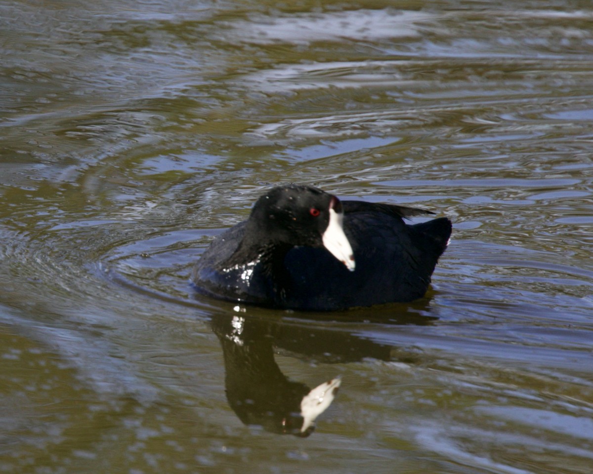 American Coot - ML151140811