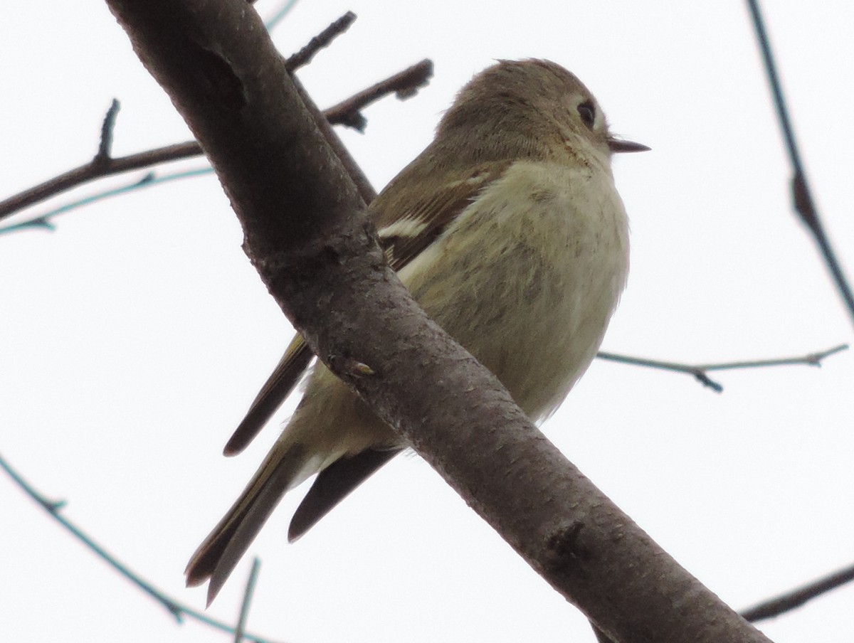 Ruby-crowned Kinglet - Rich Brown