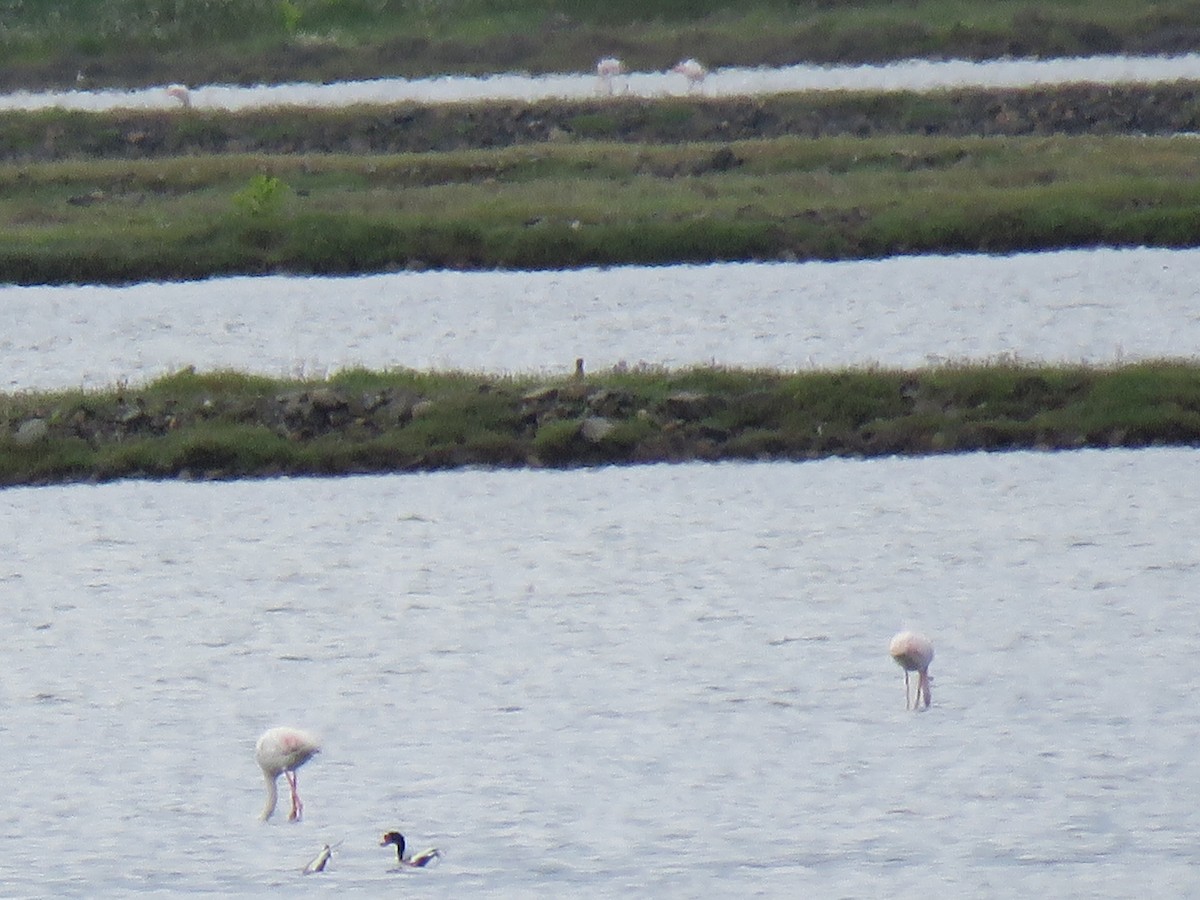 Common Shelduck - ML151143371