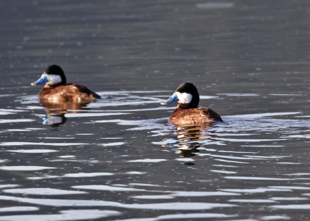 Ruddy Duck - ML151143671