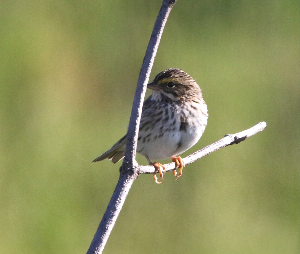 Savannah Sparrow - ML151143761