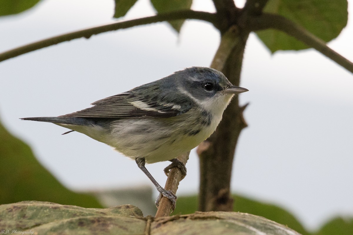 Cerulean Warbler - Blair Dudeck