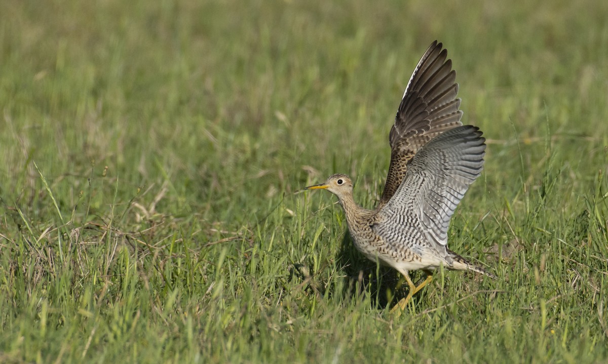 Upland Sandpiper - Marky Mutchler