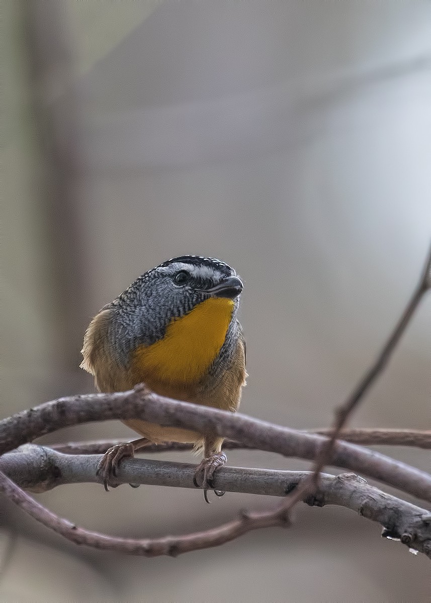 Pardalote Moteado - ML151144651