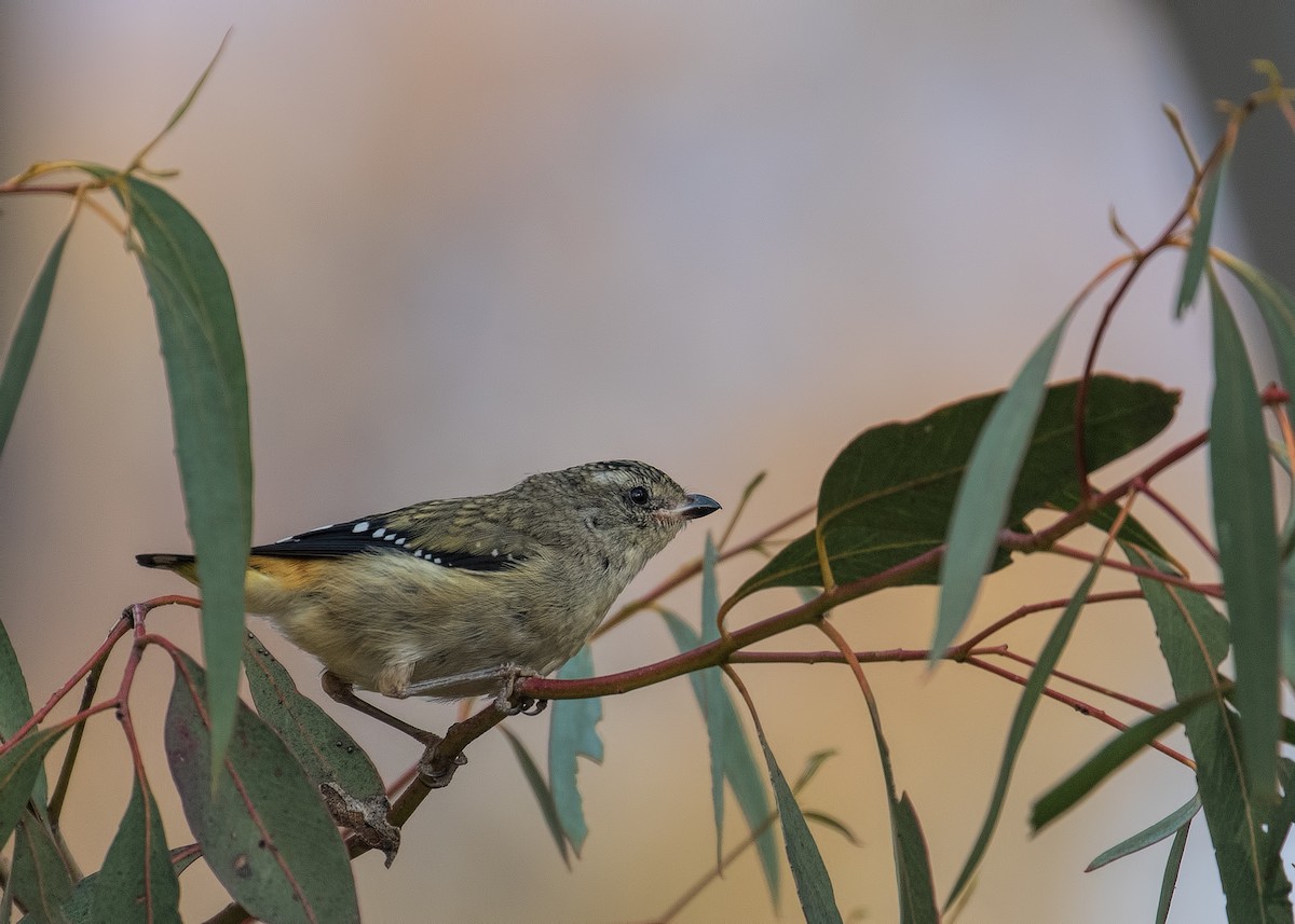 Fleckenpanthervogel - ML151144681