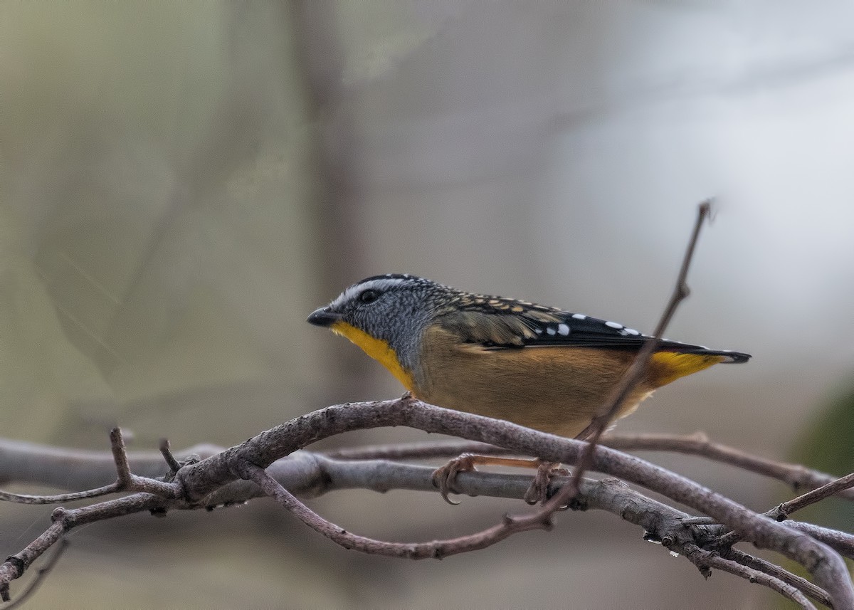 Pardalote Moteado - ML151144691