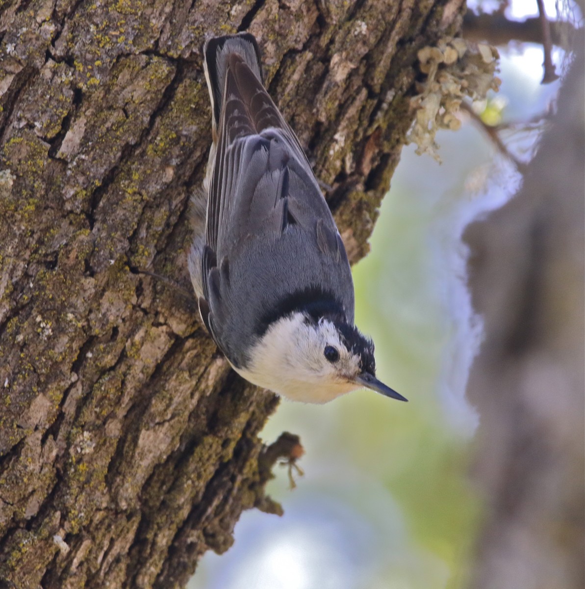 White-breasted Nuthatch - Pair of Wing-Nuts