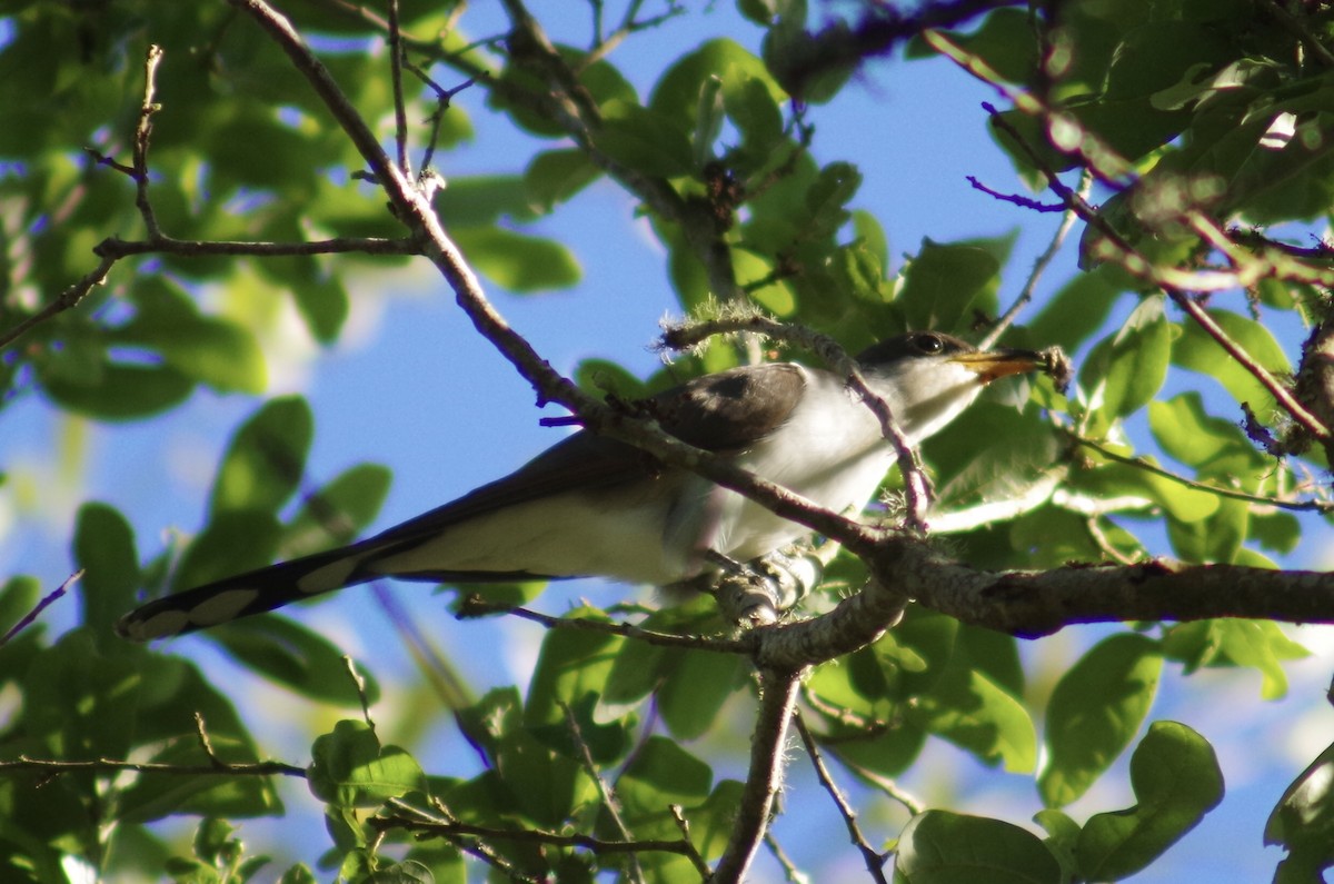 Yellow-billed Cuckoo - ML151146731