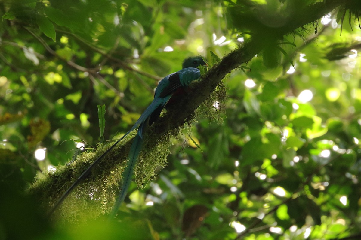 Resplendent Quetzal - ML151146991