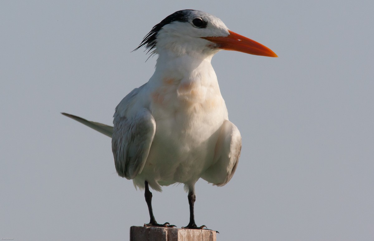 Royal Tern - Vivek Menon