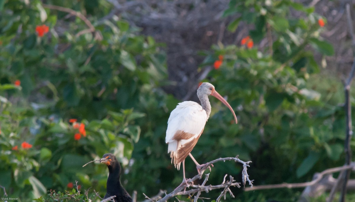 White Ibis - Vivek Menon