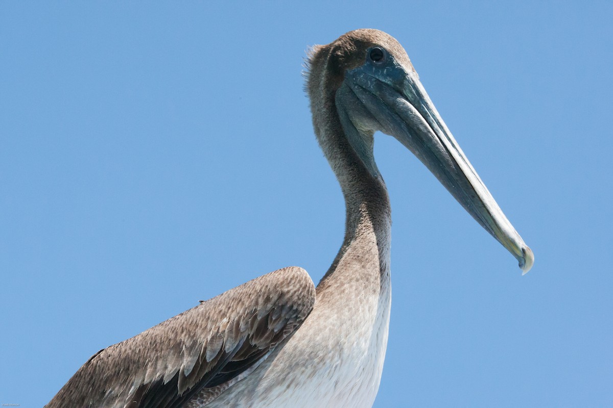 pelikán hnědý - ML151147271