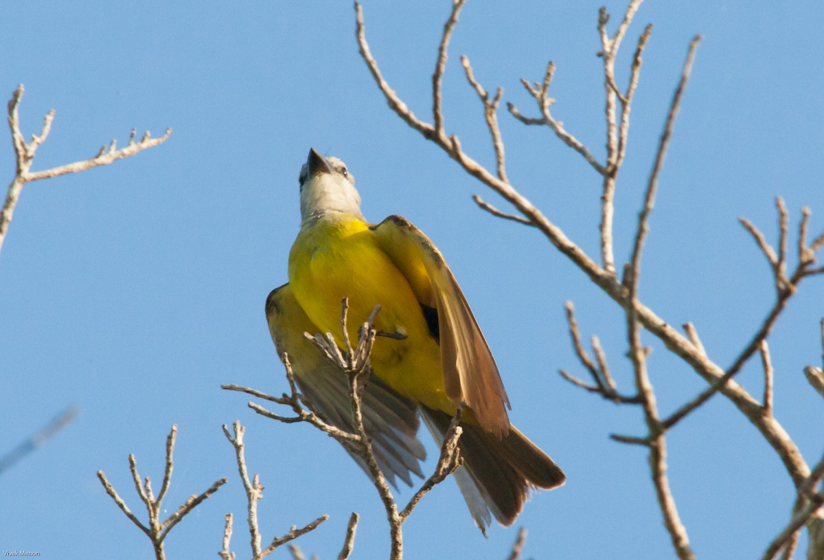 Tropical Kingbird - Vivek Menon