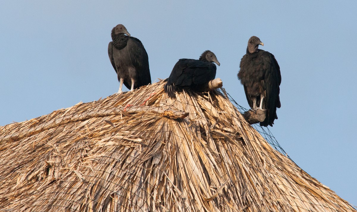 Black Vulture - Vivek Menon
