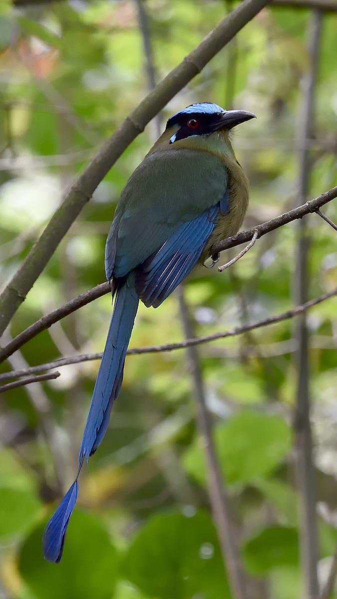 Andean Motmot - ML151147381