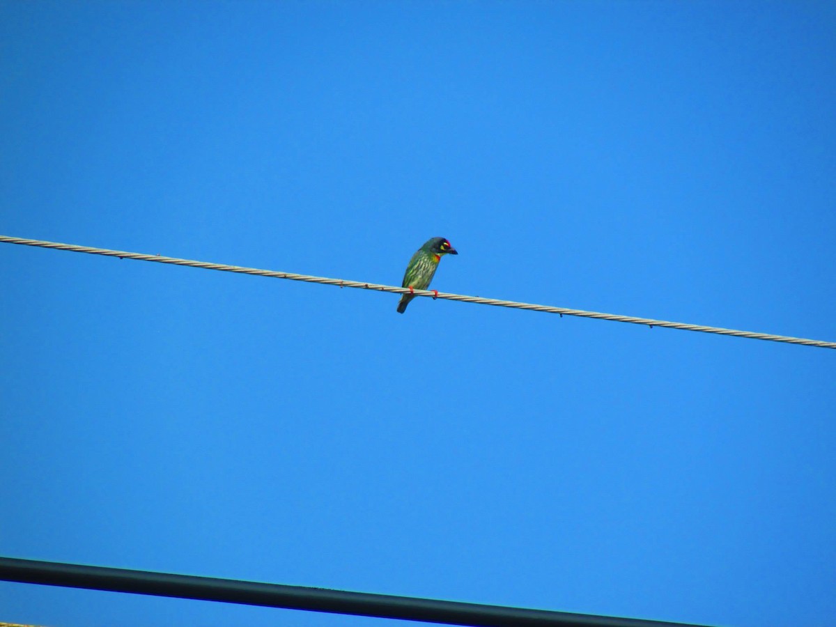 Coppersmith Barbet - ML151147691