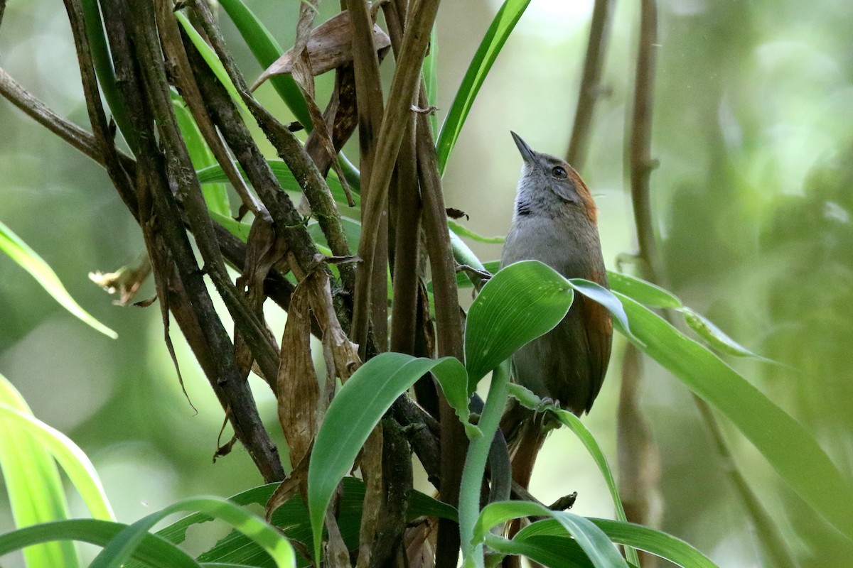 Azara's Spinetail - ML151147871