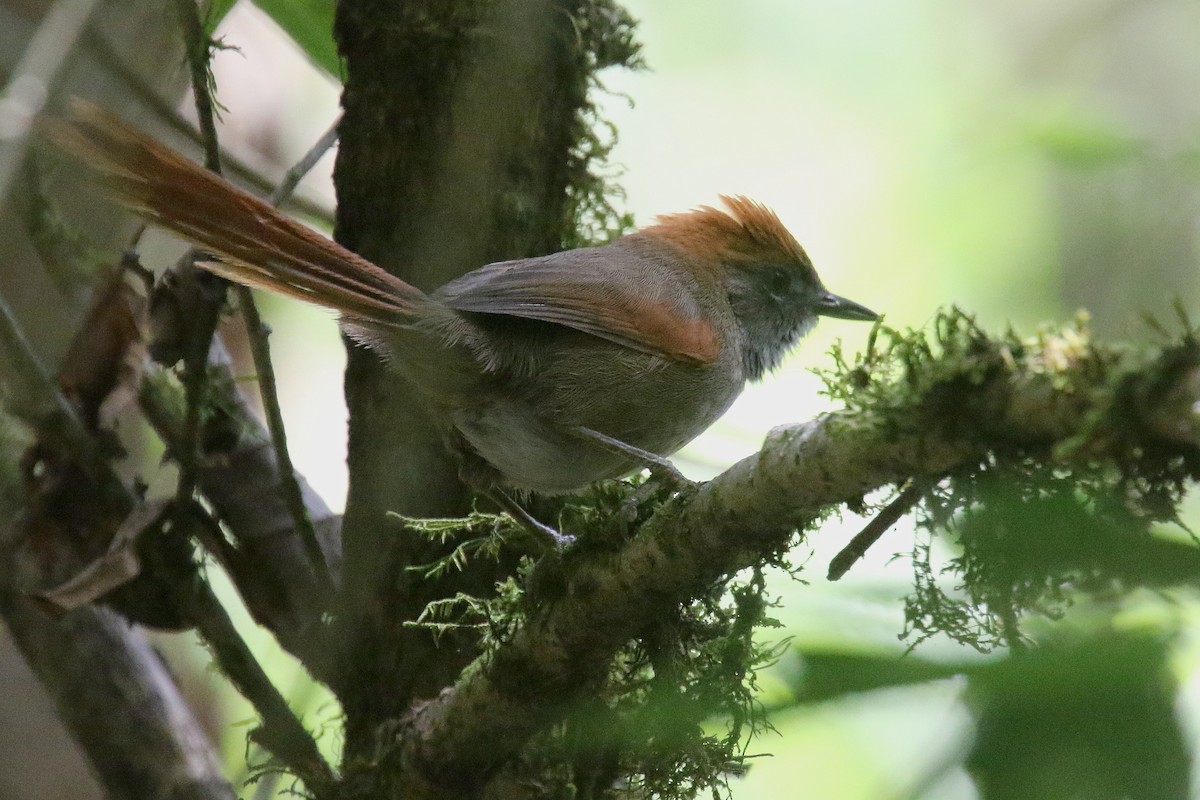 Azara's Spinetail - ML151147891