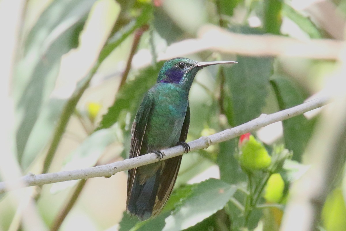 Зелоногрудый фиалкоух (cyanotus/crissalis) - ML151148261