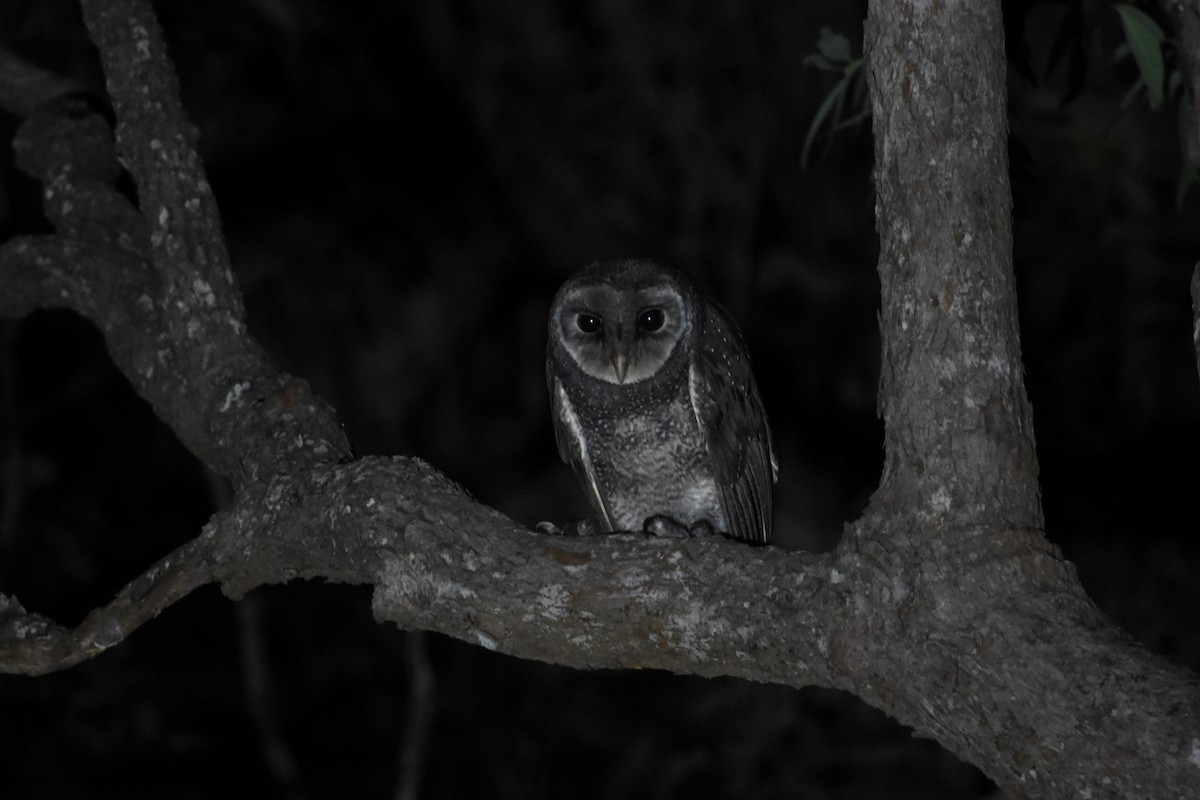 Sooty Owl - Shinead Ashe