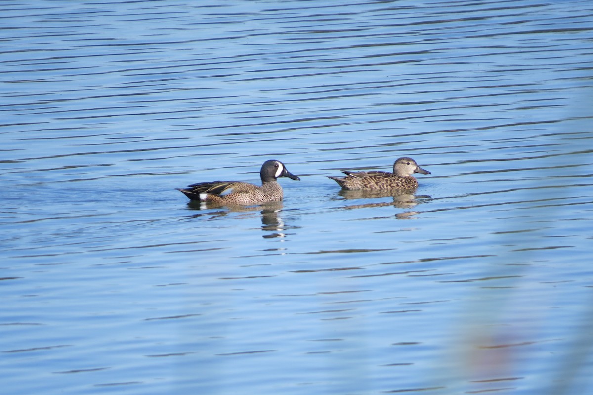 Blue-winged Teal - ML151148471