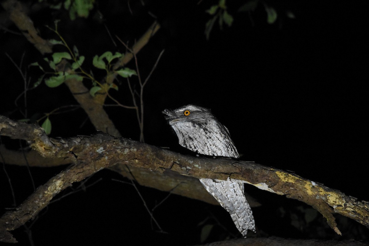 Tawny Frogmouth - ML151149361