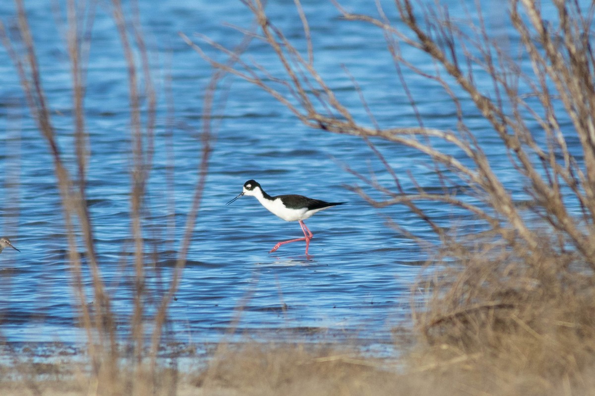 Black-necked Stilt - ML151150331
