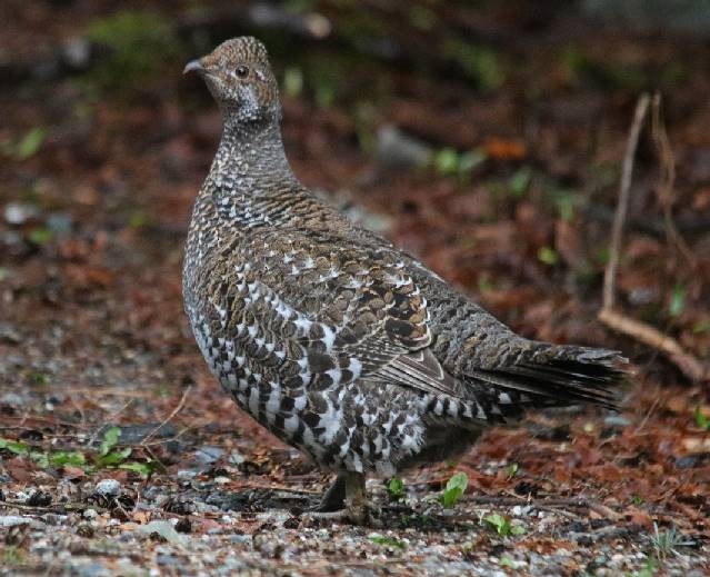 Sooty Grouse - ML151152371