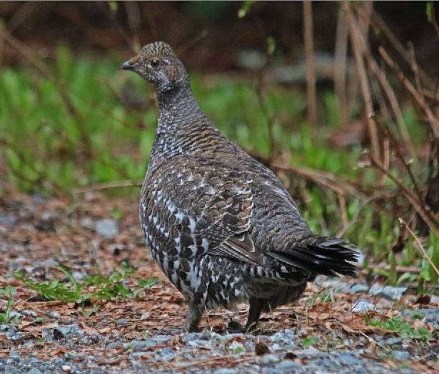 Sooty Grouse - ML151152511