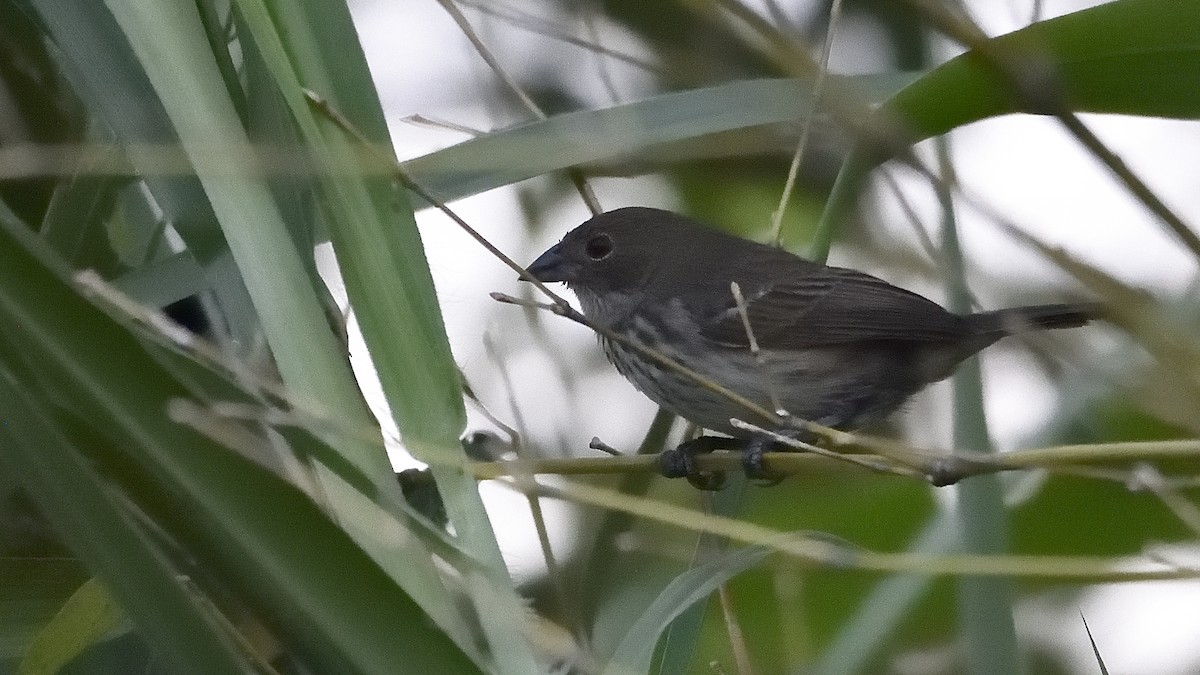 Blue-black Grassquit - ML151152891