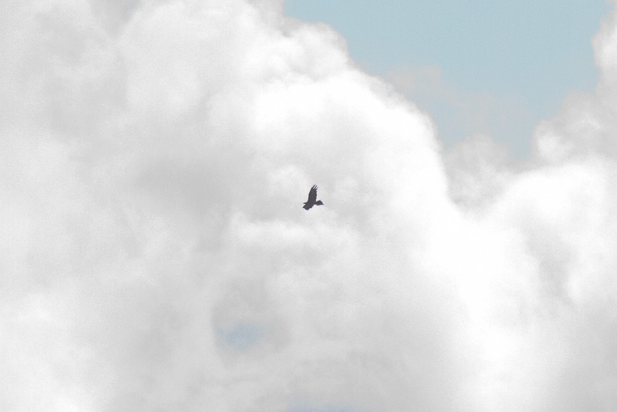 Wedge-tailed Eagle - ML151153361