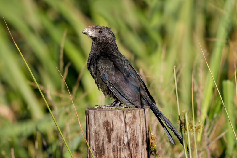 Groove-billed Ani - ML151154001