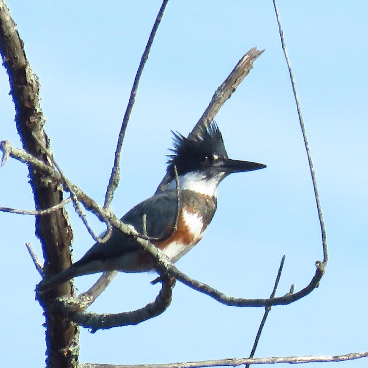 Belted Kingfisher - ML151156461