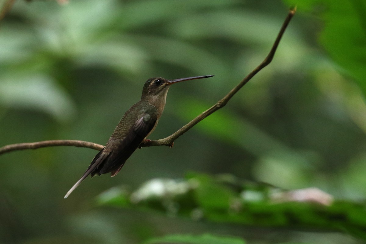 Straight-billed Hermit - Dave Beeke